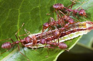 למה נמלים עוקצות אנשים? | כלכליסט