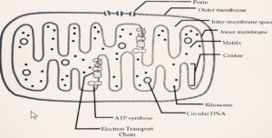 תמונה שמכילה טקסט, ציור, שרטוט, גופן התיאור נוצר באופן אוטומטי